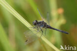 Zwarte heidelibel (Sympetrum danae)