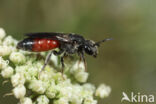 Sphecodes scabricollis