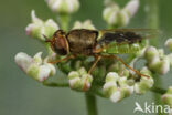 orange-horned green colonel (Odontomyia angulata)