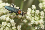 Oedemera croceicollis