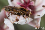 Hoverfly (Anasimyia interpuncta)