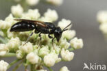 Rinks maskerbij (Hylaeus rinki)