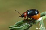 Roodkraag Bladhaantje (Gastrophysa polygoni)