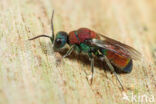 Chrysis viridula