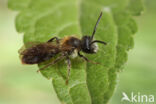 Gewone Rozenzandbij (Andrena fucata)