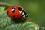 Schitterend lieveheersbeestje (Coccinella magnifica)