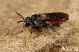 Gestreepte bloedbij (Sphecodes rufiventris)