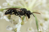 Hylaeus punctatus