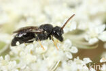 Hylaeus punctatus