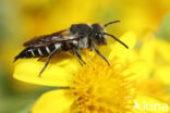 Coelioxys inermis