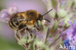 Nepetabij (Anthophora quadrimaculata)