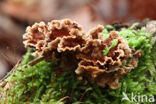 Bleeding oak crust (Stereum gausapatum)