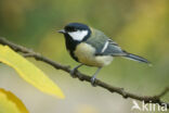 Great Tit (Parus major)