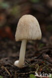 Grote viltinktzwam (Coprinus domesticus)