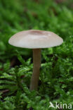 Fragrant Funnel (Clitocybe fragrans)