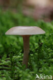 Fragrant Funnel (Clitocybe fragrans)