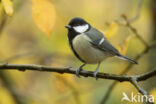 Great Tit (Parus major)