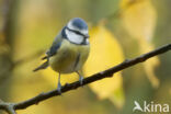 Blue Tit (Parus caeruleus)