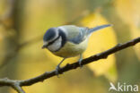 Blue Tit (Parus caeruleus)