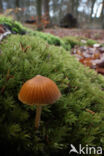 Honinggeel mosklokje (Galerina pumila)