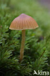 Honinggeel mosklokje (Galerina pumila)