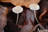 Mealy Bonnet (Mycena cinerella)