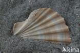 Pecten complanatus