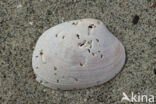 Cross-cut Carpet-shell (Tapes decussatus)