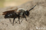 Koolzwarte zandbij (Andrena pilipes)