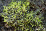 Hol moerasvorkje (Riccardia incurvata)