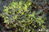 Lesser Germanderwort (Riccardia incurvata)