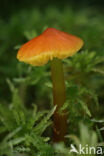 Zwartwordende wasplaat (Hygrocybe conica)