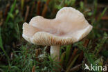 Kokosmelkzwam (Lactarius glyciosmus)