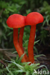 Vermilion Waxcap (Hygrocybe miniata)