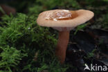 Rimpelende melkzwam (Lactarius theiogalus)