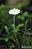 Kleine breedplaatmycena (Mycena speirea)