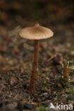 Torn Fibrecap (Inocybe lacera)