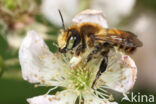 Kustbehangersbij (Megachile maritima)