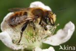 Kustbehangersbij (Megachile maritima)