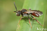 Matglanswespbij (Nomada similis)