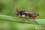 Matglanswespbij (Nomada similis)