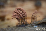 Roodbruin netpluimpje (Stemonitis axifera)