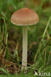 Spring Brittlestem (Psathyrella spadiceogrisea)