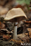 Vroege leemhoed (Agrocybe praecox)