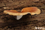 Polyporus badius