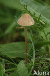 Bruinsnedemycena (Mycena olivaceomarginata)