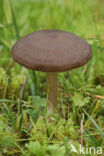 Bruine satijnzwam (Entoloma sericeum)