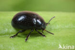 Donkerblauw goudhaantje (Chrysolina haemoptera)