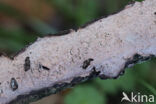 Paarse eikenschorszwam (Peniophora quercina)