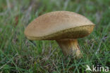 Boletus chrysenteron